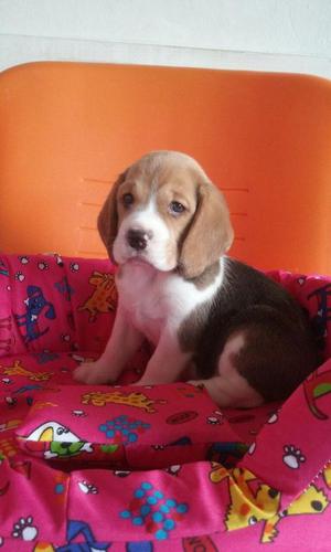 Espectacular cachorro beagle tricolor/Raza garantizada