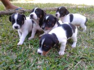 FoxTerrier Cachorritos A Buen Precio y Garantizados