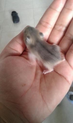 Hamsters Rusos Bebes