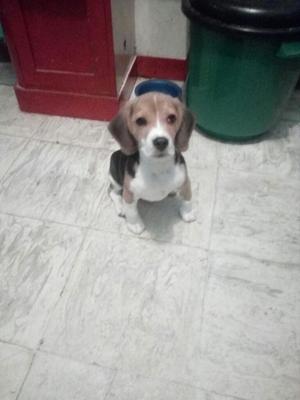 Lindo Beagle