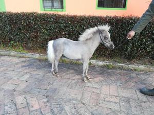 Mini Horse Macho Pony
