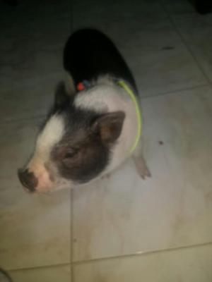 Minipig