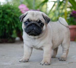 ***PUG CARLINO EN VENTA !!