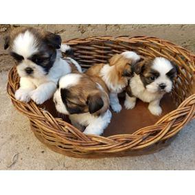 Perritos y perritas ShihTzu Originales, garantizados,