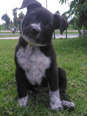 Pitbull Bully