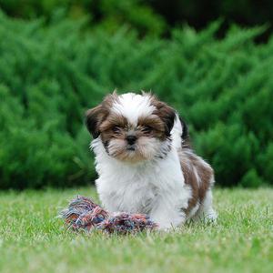 ***TIERNOS SHIH TZU EN VENTA !!