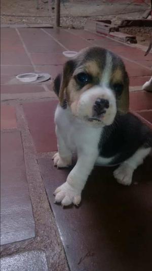 Tricolor Beagle Disponible