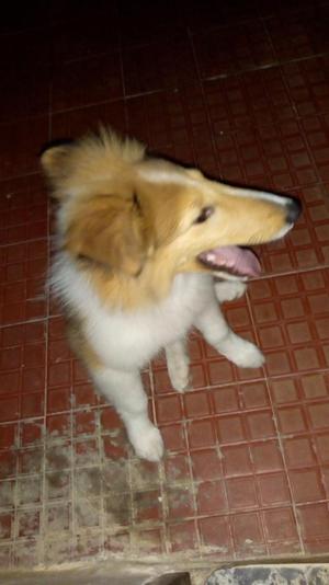 Vendo Cachorro