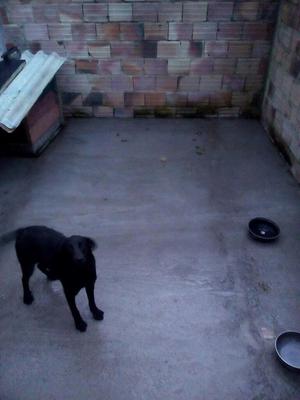 Vendo Labrador Macho