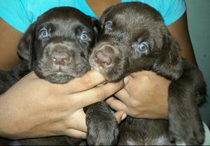 Vendo Labradores 45 Dias de Nacidos