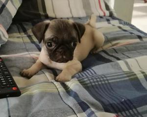 Vendo Pug Carlino 