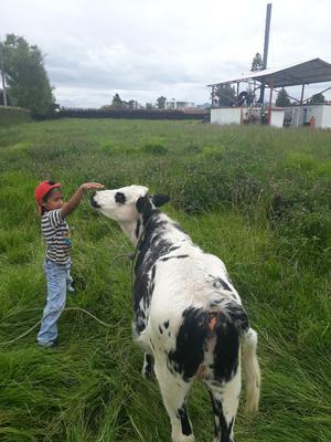 Vendo Ternera de Buena Raza de 8 Meses