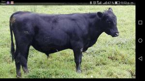 Venta Angus con Registro