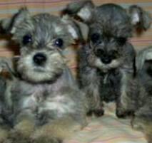 Venta de hermosos Schnauzer Mini bebés