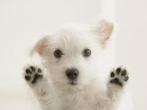 ☪ westy West Highland white terrier