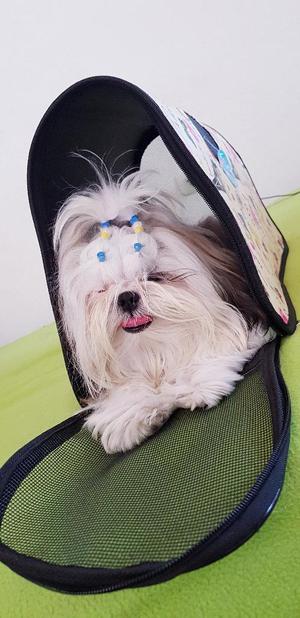 Bolsos de Perrito