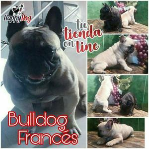 Bulldog Frances Excelente Genetica