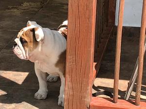 Bulldog Ingles macho de 4 meses