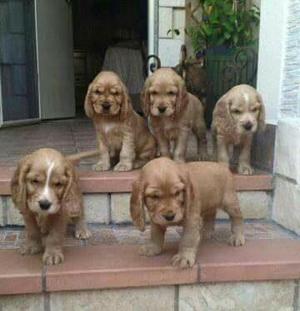 CACHORROS BELLISIMOS ORIGINALES VACUNADOS