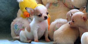 ***CACHORROS CHIHUAHUAS EN VENTA !