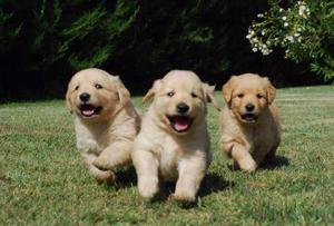 **CACHORROS GOLDEN EN VENTA !