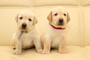 **CARIÑOSOS LABRADOR EN VENTA !!