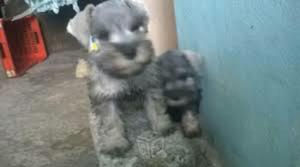 Cachorros Schnauzer