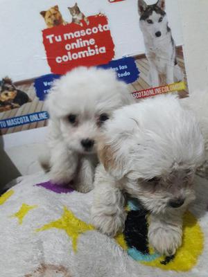 Disponibles Hermosos Poodle