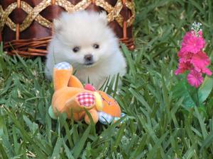 ***ENCANTADORES POMERANIAS EN VENTA !!