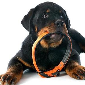 **ESTUPENDOS ROTTWEILER EN VENTA !!