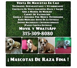 En venta cachorros Bulldog Ingles finos