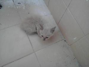 Gato en Adopcion