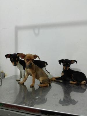 Hermosos Pincher a La Venta