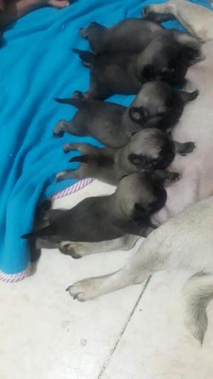 Hermosos. Pug para La Venta 100puros