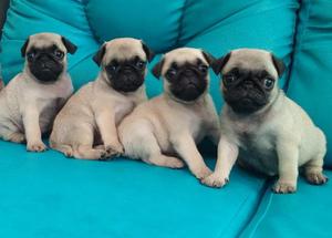 LINDOS PUG DISPONIBLE DE EXCELENTE GENETICA