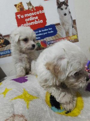 Los Mas Bellos Poodle a La Venta