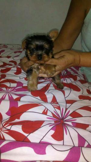 Machos Y Hembras Yorkshire Terrier
