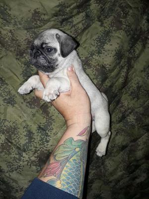 Mini Pug Carlinos