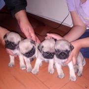 PRECIOSOS CACHORROS PUG ORIGINALES