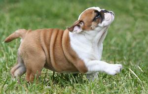 **SENSACIONALES BULLDOG INGLES EN VENTA !!