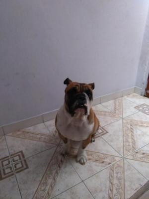 Se Vende Bulldoog Hermoso Esta Cachorro