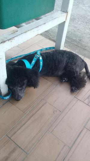 Se Vende French Poodle