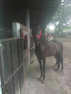 Se Vende Hermoso Caballo Paso Fino