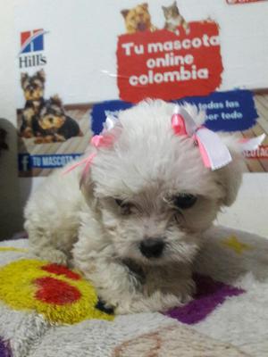 Tenemos Hermosos Poodle Disponibles