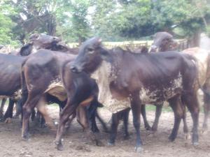 Vacas y novillas doble proposito girolando