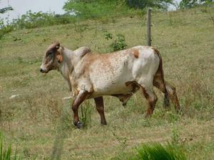 Vendo lote 15 toritos GYR