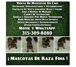 Venta de hermosos Doberman finos