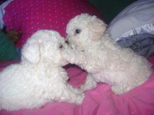 divinas french poodles tacita de te