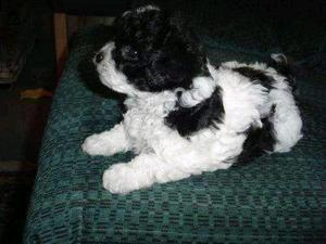 french poodles tacita color vaquita