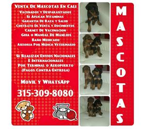 Doberman finos en venta